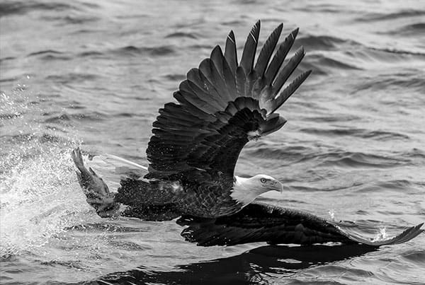 Essential Photography: Teleconverters for Wildlife Essential Photography: Teleconverters for Wildlife